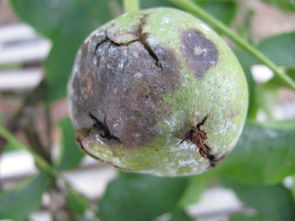 *疆新**核桃常见病虫害防治之研究,掌握此类知识,种出优质核桃