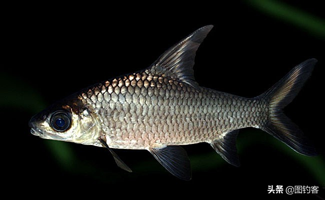 中国前十热带观赏鱼,热带观赏鱼鲤科鱼类主要有哪些鱼