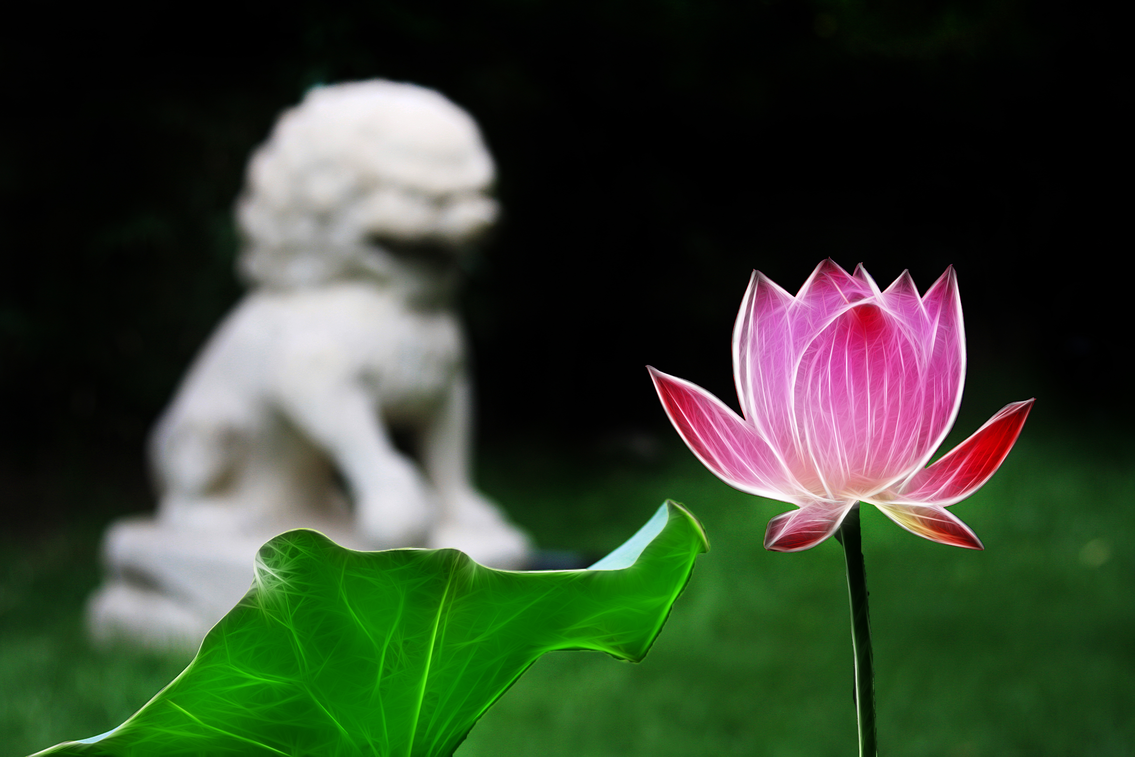荷花的滤镜怎么调,荷花滤镜拍摄技巧