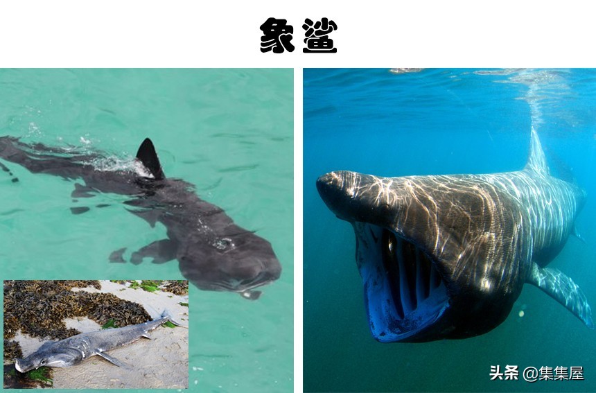 100多种你没见过的动物,十种你未见过的小型生物