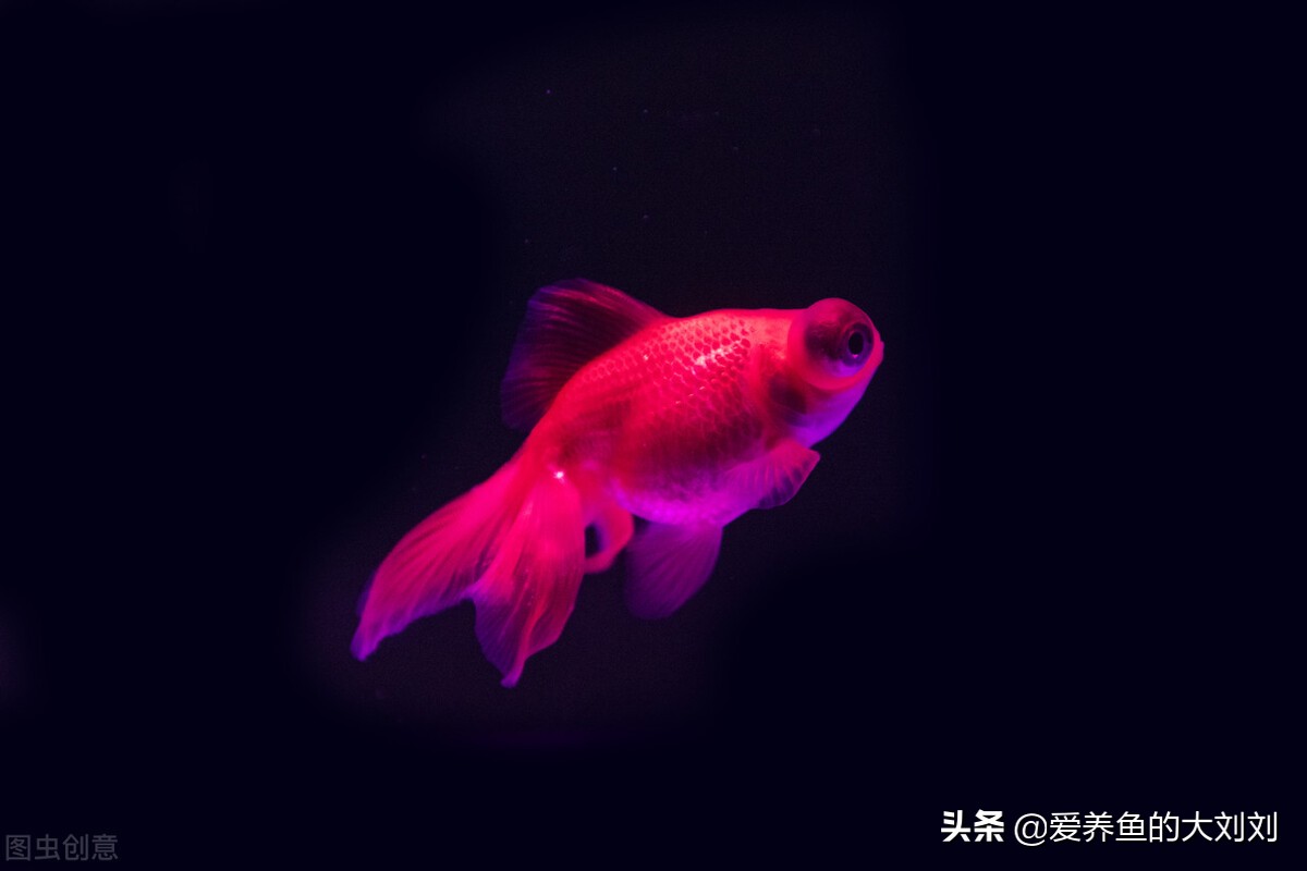 金鱼眼圈变黑怎么回事,为什么我的金鱼尾巴会变黑色