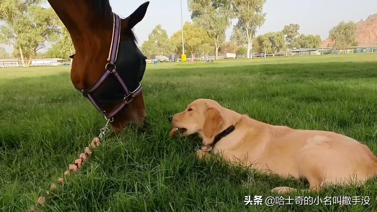 金毛学小动物说话,金毛学小马