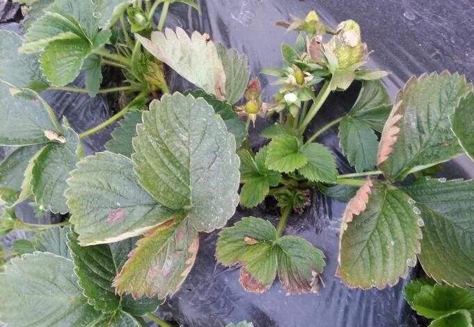 草莓叶片脆什么病害,草莓枯萎病是什么病害