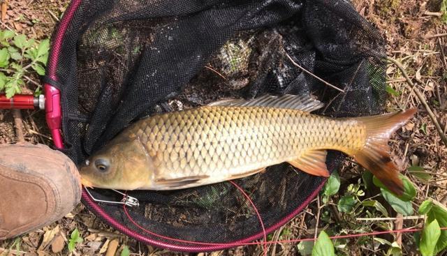 初冬野钓鲫鲤鱼饵料配方,冬季水库野钓钓鱼技巧视频