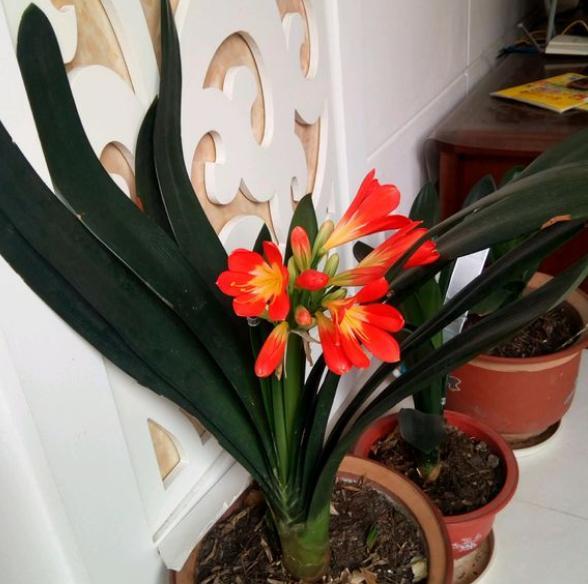 养君子兰的方法怎样管理才能开花,养君子兰做到勤观察生长更旺更壮