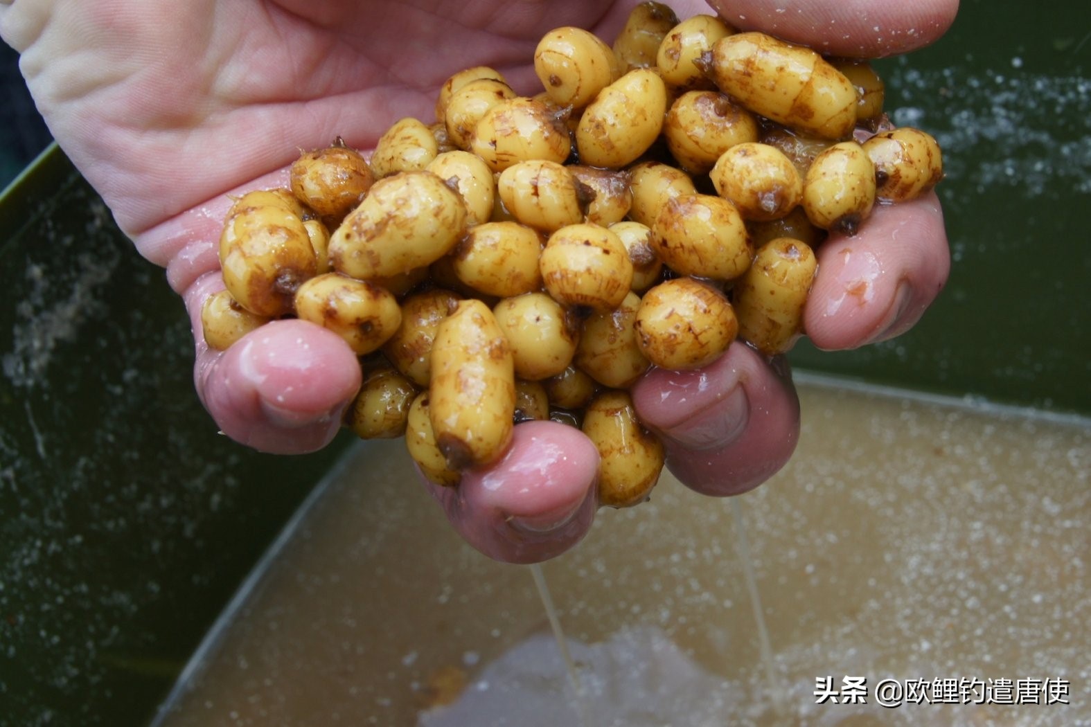 欧鲤钓适合中国吗,欧鲤钓入门