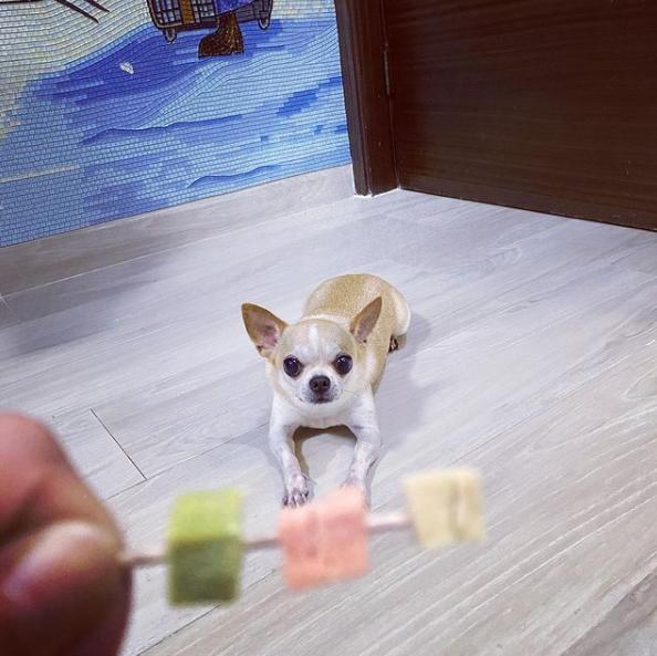 吉娃娃被气坏的视频,吉娃娃被气坏视频