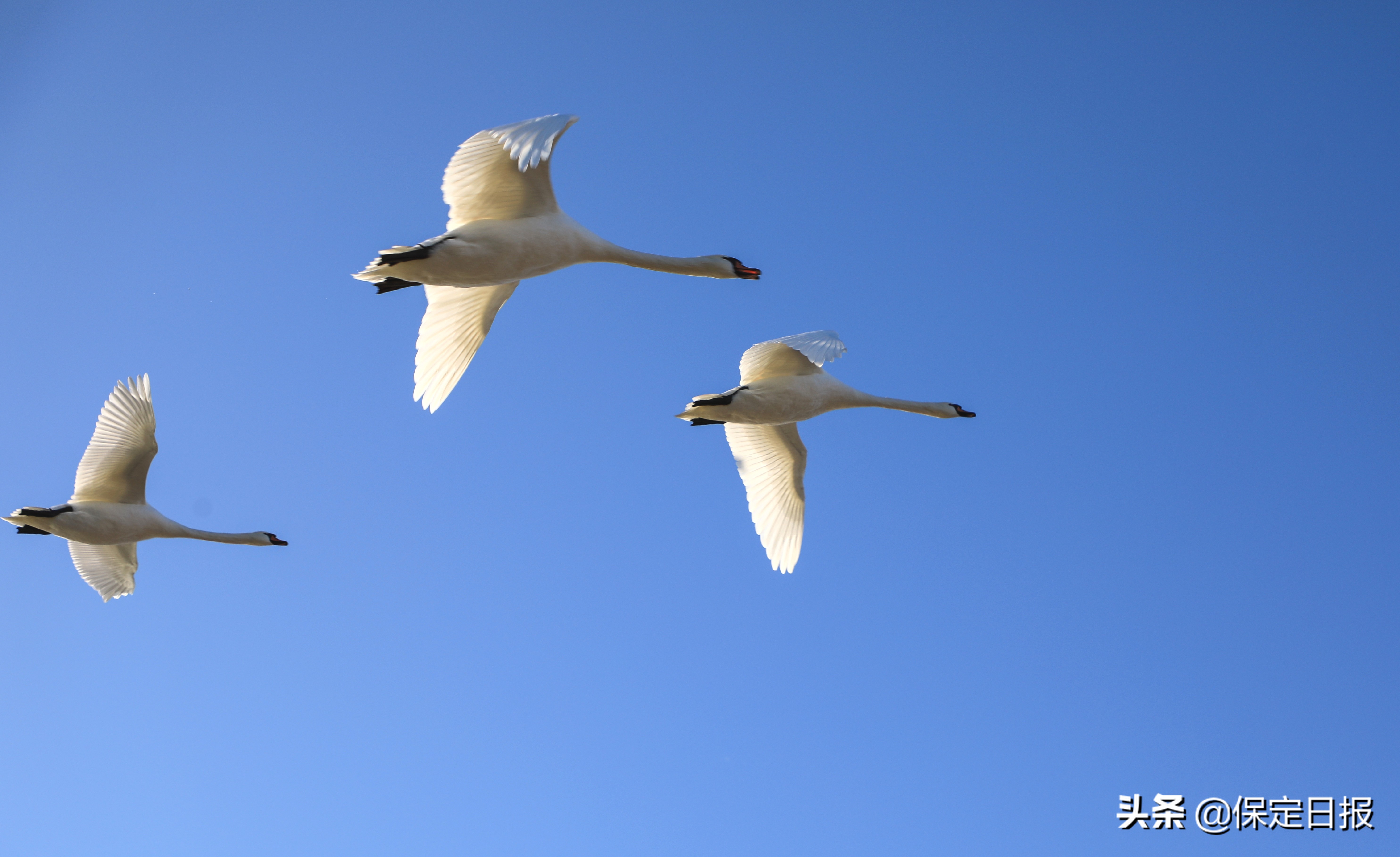 旺隆湖天鹅,旺隆水库白天鹅