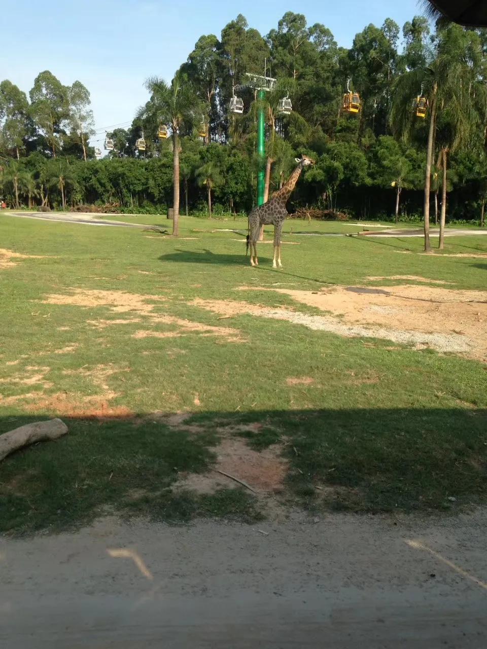 广州长隆野生动物世界游记300字,广州长隆野生动物园游记