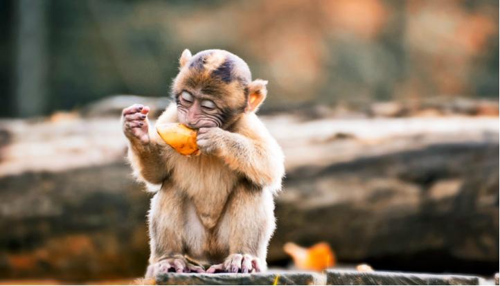 为了不让你吐籽,水果有多努力?