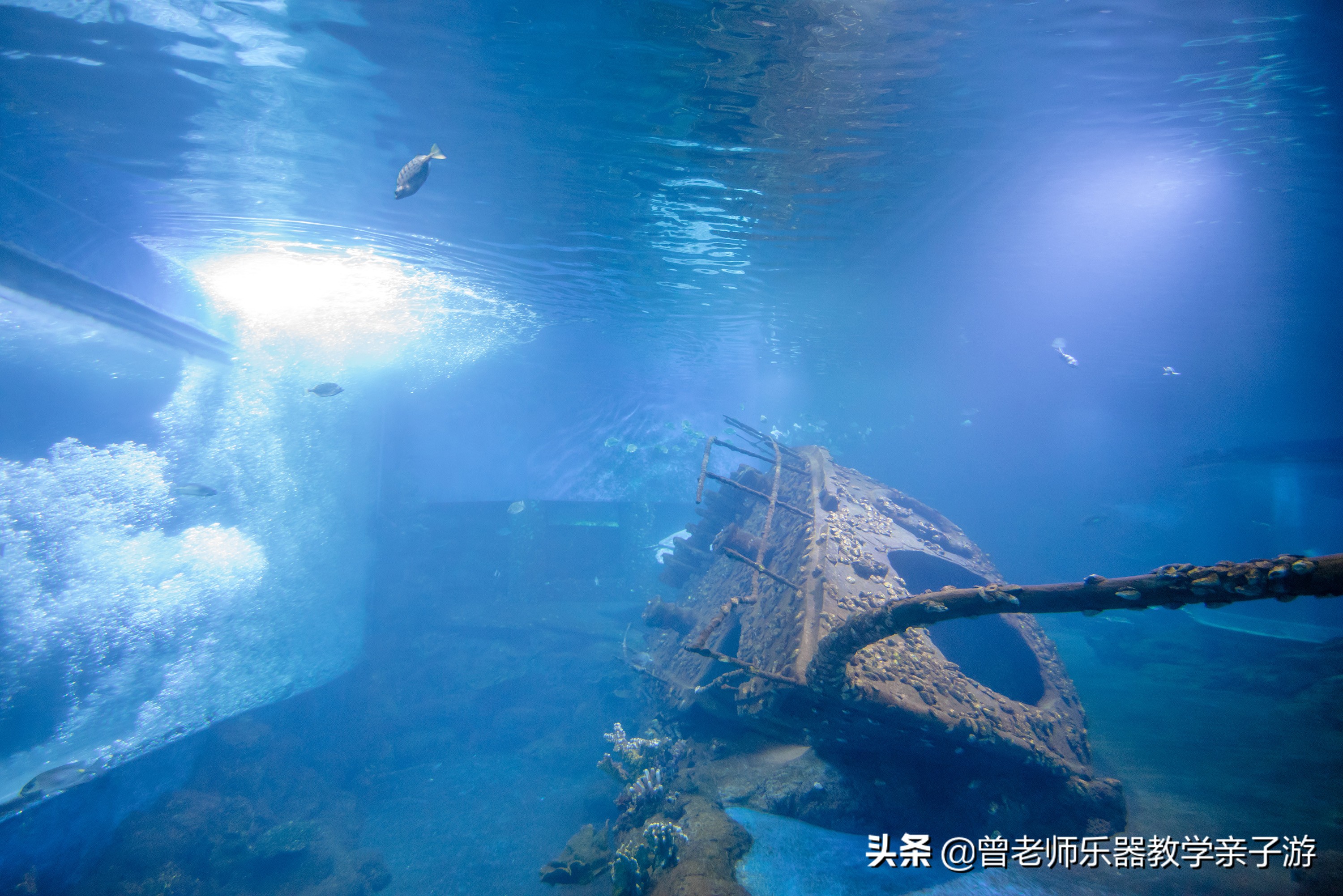 西安太奥海洋馆,西安极地海洋世界海豚表演