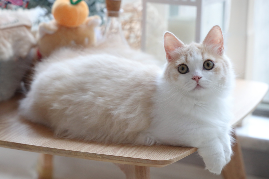 铲屎的，我要个响亮的名字