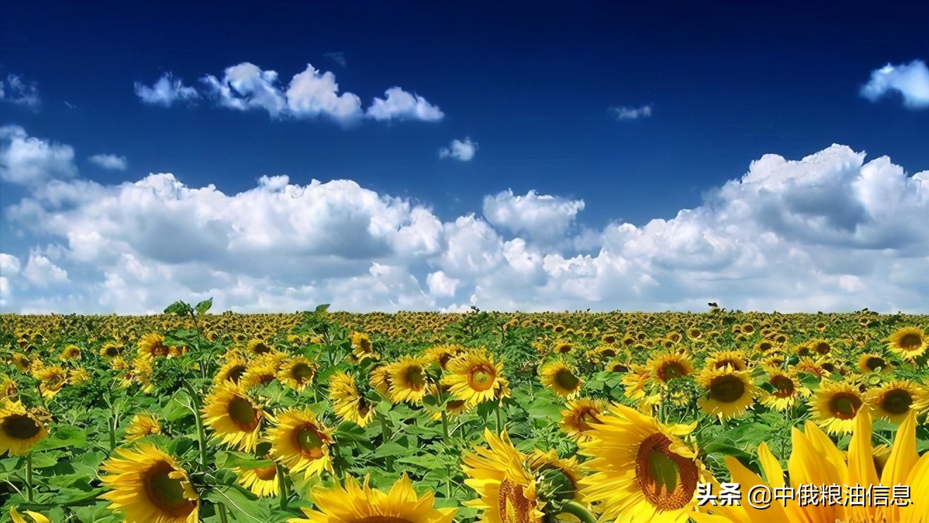 俄罗斯顿河葵花籽油,葵花籽油菜籽油俄罗斯