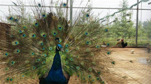 北京四季青西山采摘观光园,尽享采摘时光