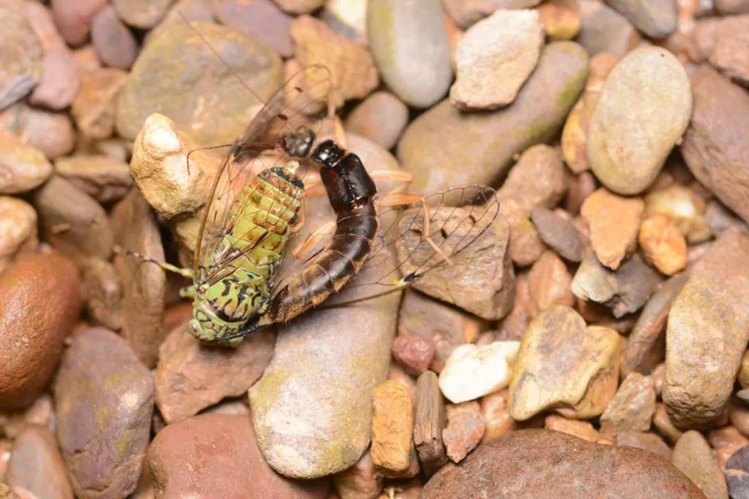 尾部长钳子的耳夹子虫,尾部带夹子的虫子