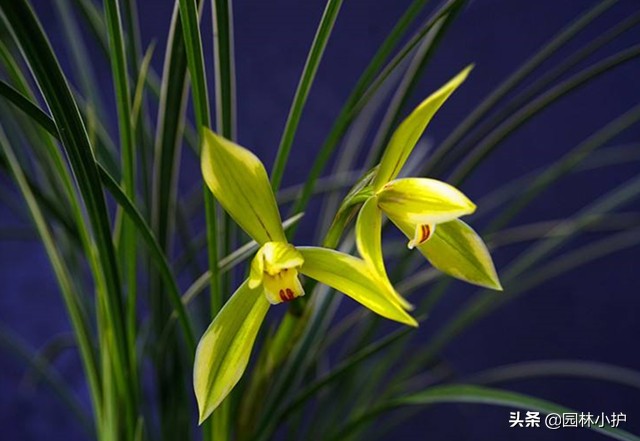 优质兰花的15个特点,你家兰花有么?