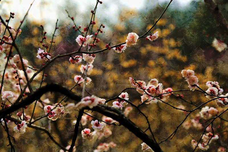 南京古林梅岭，二梅报春；盆景园梅花，婀娜多姿