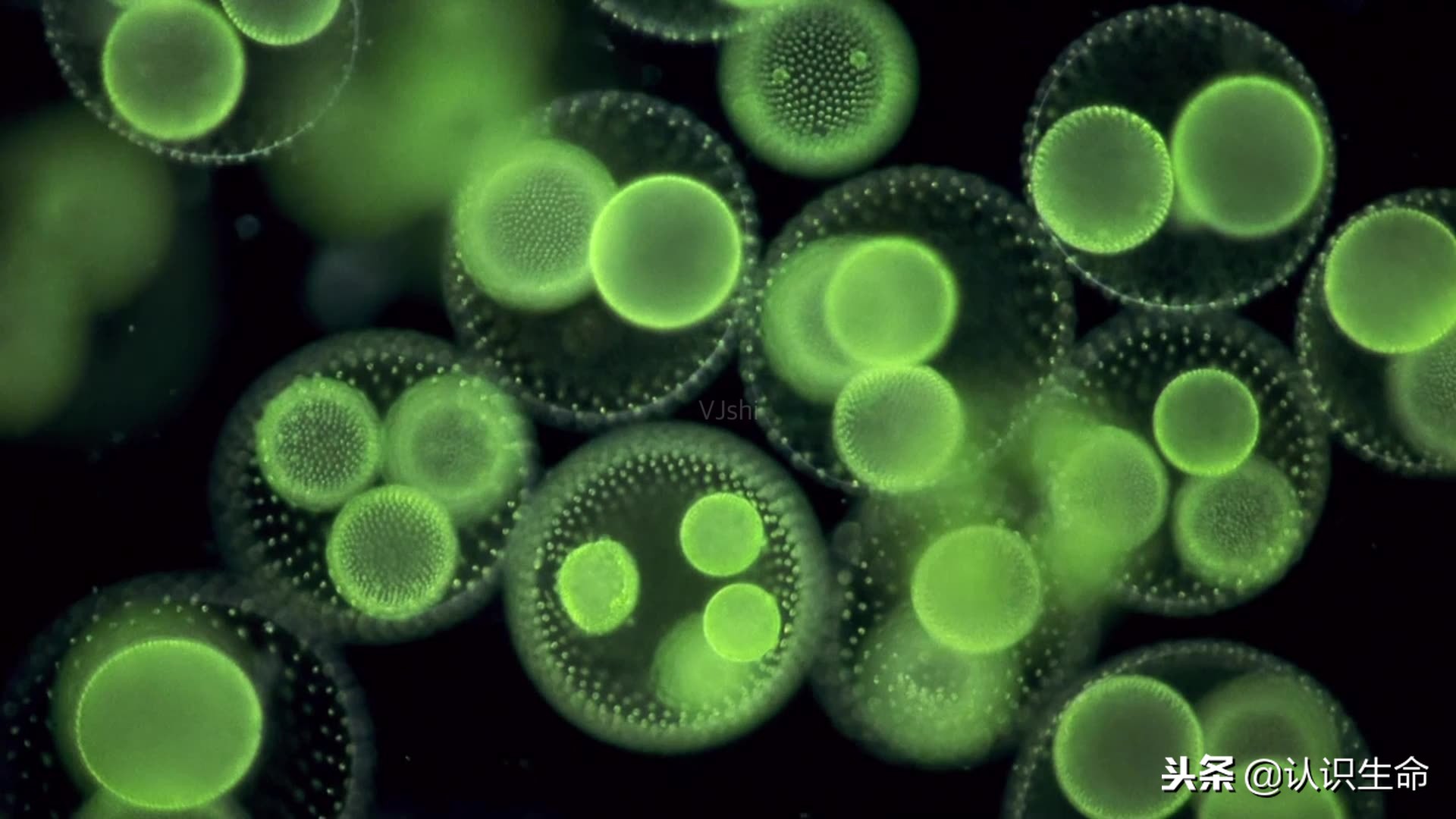 你的体表和肠道都有数目巨大的小生命与你共生存？你了解他们吗？