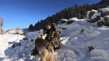 养狼20年养成二哈,养狼养二哈