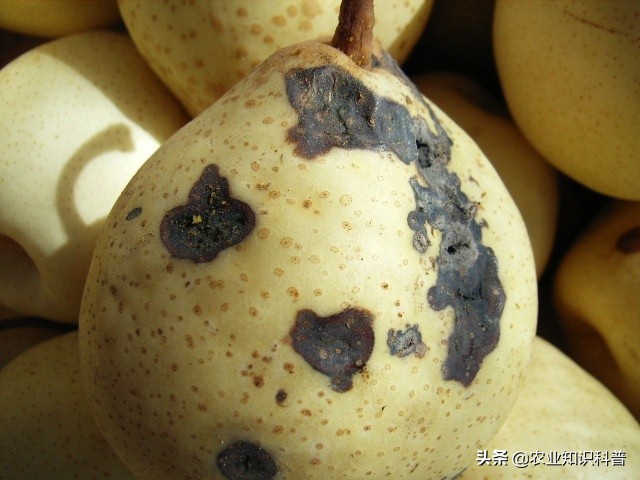 水果套袋为什么还是防不了虫,水果套袋能否防虫害完整实验步骤