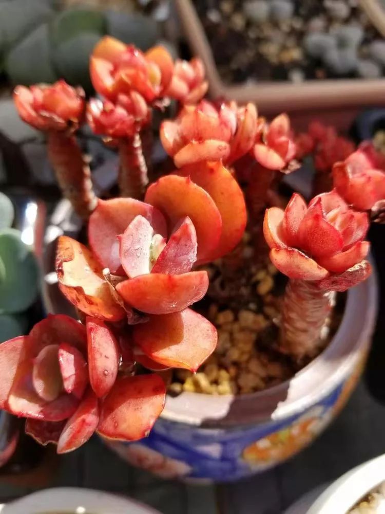 爱机车,爱多肉,宝妈花姐的诗和远方