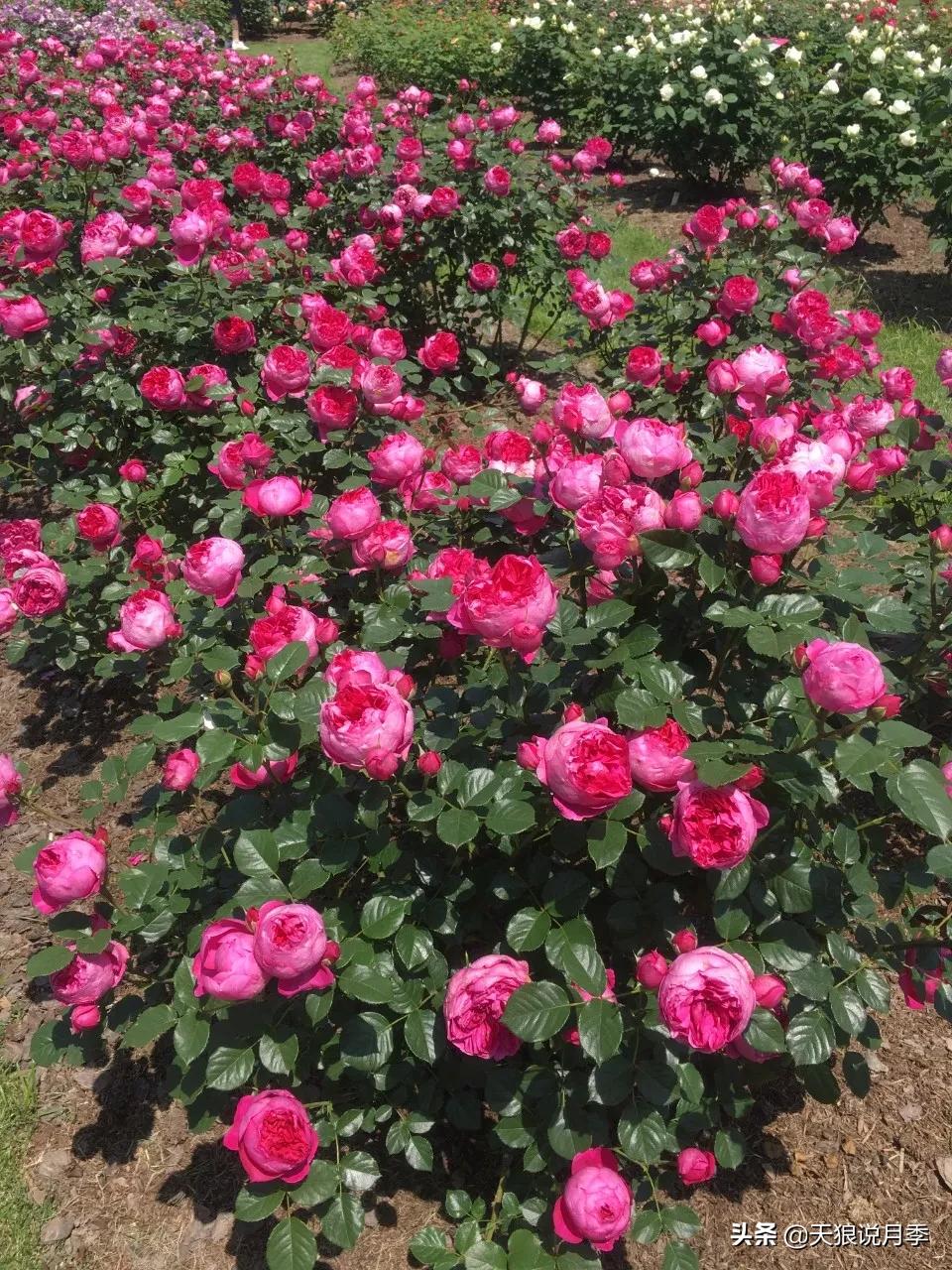 唤作「蔻丹」的月季,应该有怎样的风情?