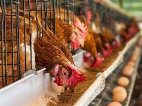 鸡脱肛怎么治疗好得快,下蛋鸡脱肛怎么治疗