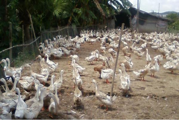 养蛋鸭1000只的利润和投资,养蛋鸭1000只利润一览表