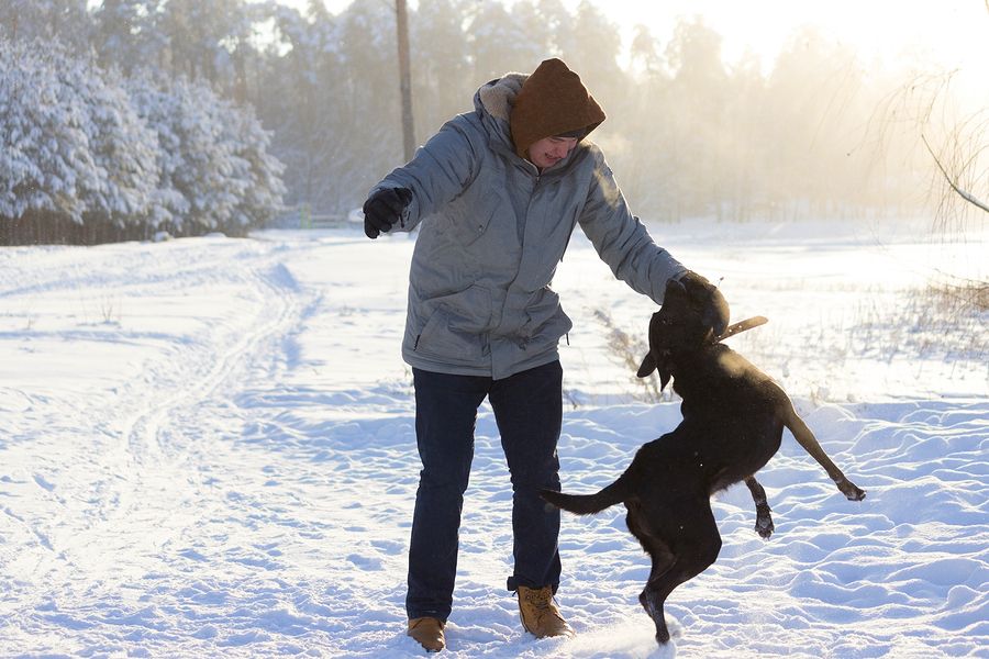 如何防止自己的狗被其他狗攻击,狗的弱点口诀