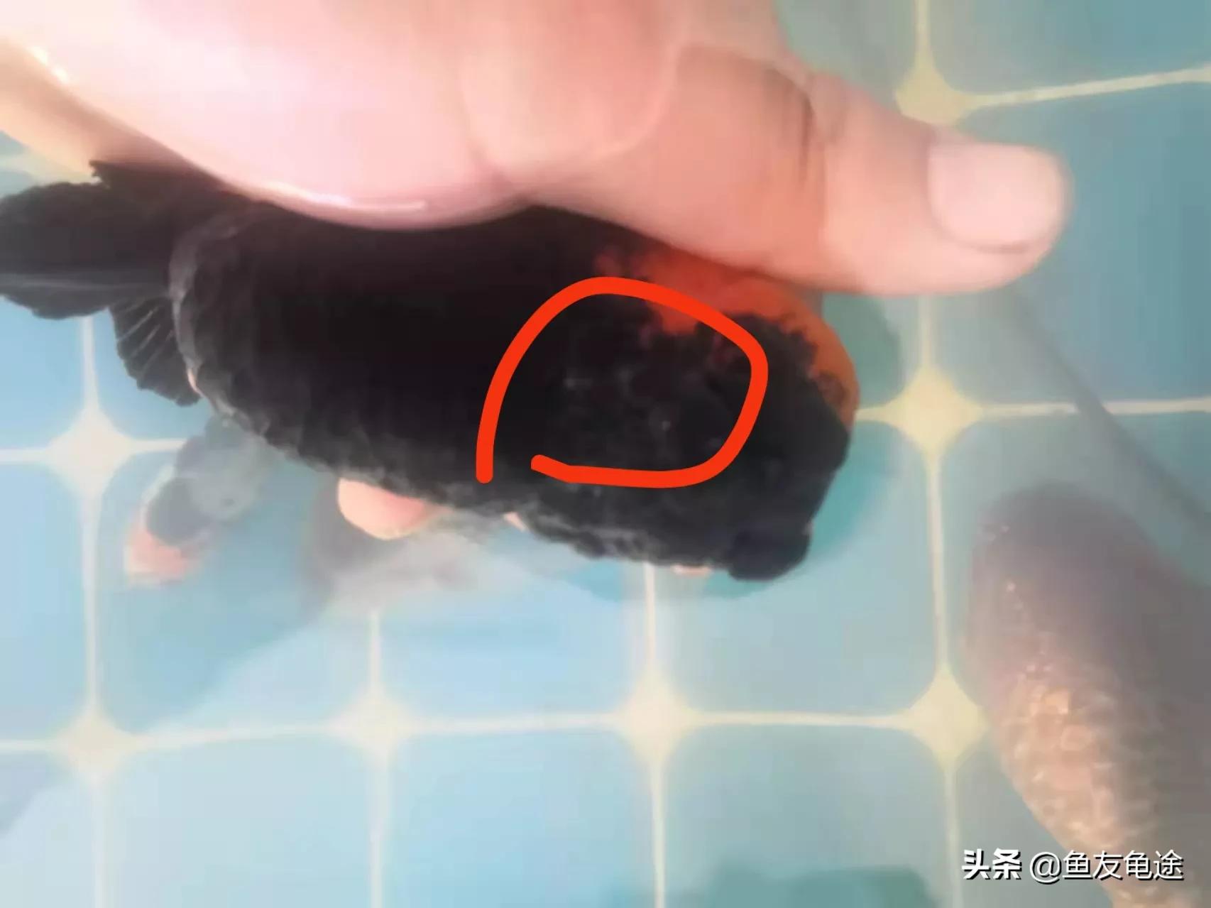 金鱼头瘤白色絮状物多久恢复,金鱼身上有白色絮状分泌物