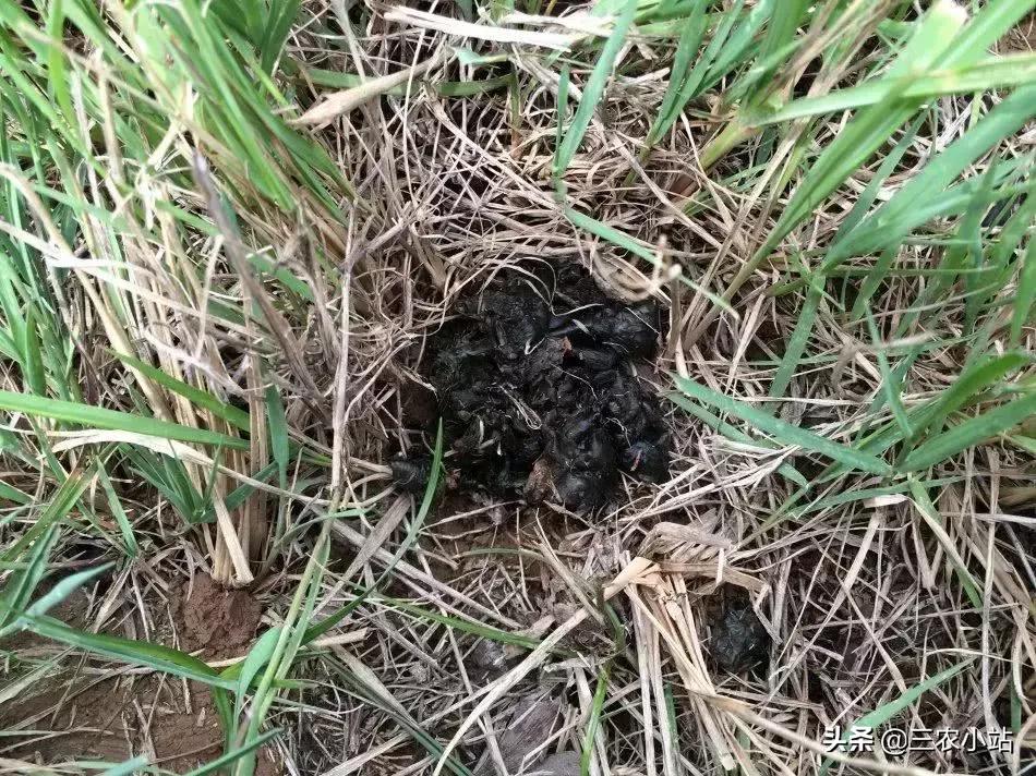 农村这种野菜“雨后”才出现,有人嫌脏,但营养极高