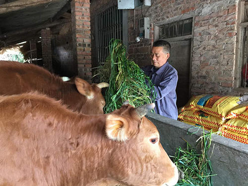 广西往年斗牛视频,广西斗牛比赛全集