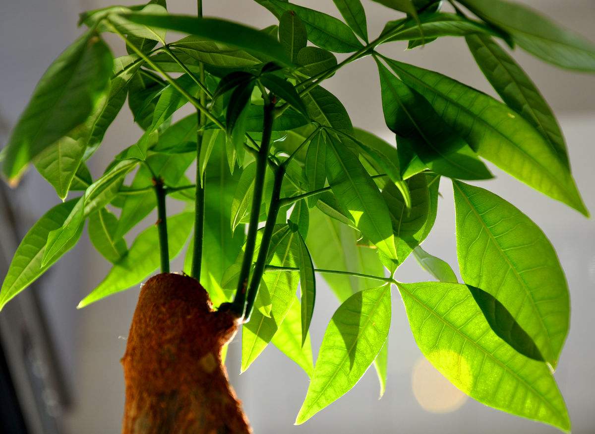 适合客厅养的十种花,客厅最好养的10种花排名