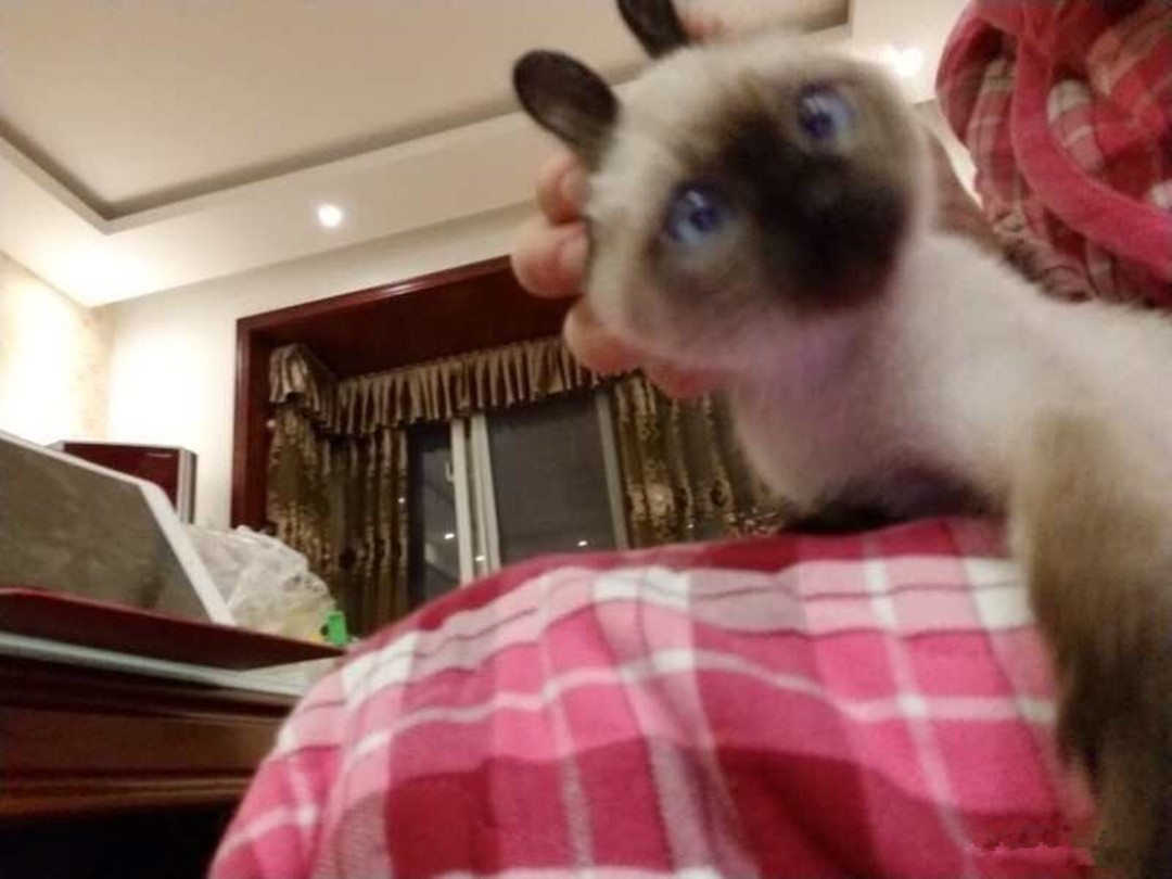 猫咪有个超有情商的铲屎官,猫咪智商测试果然豆丁智商最高