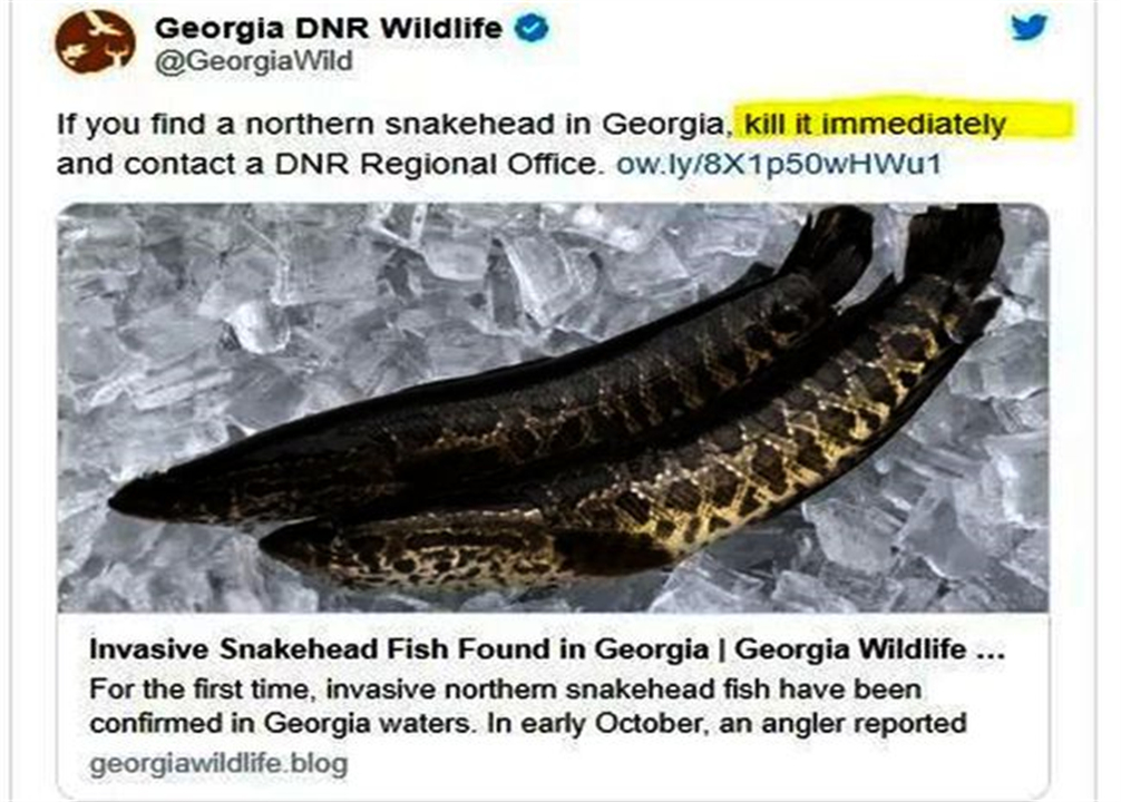 “蛇头鱼”在美国泛滥成灾，花费8亿美元治理，甚至不惜抽干湖水