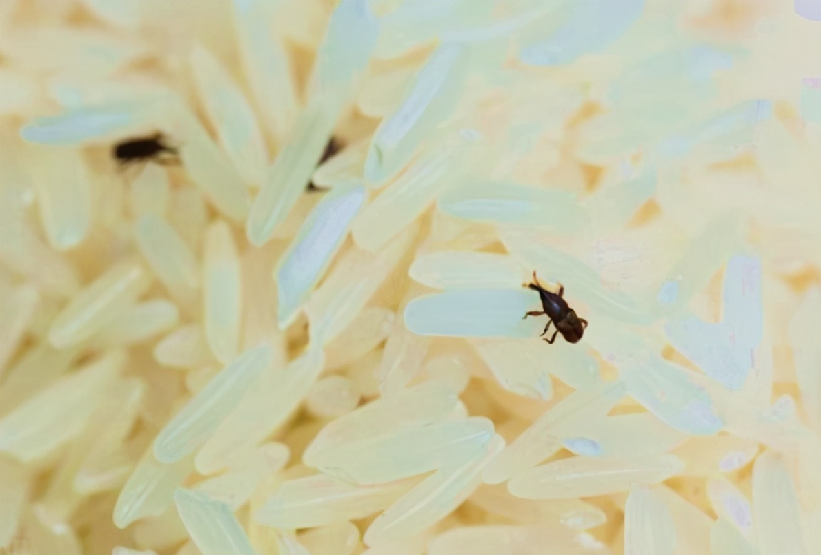 怎么消灭麦牛,对付麦牛的最佳方法