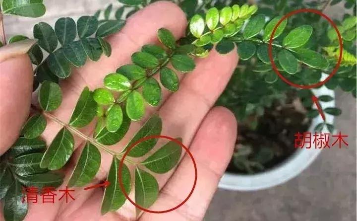 警惕这些诈骗新花招,这几种花有危险