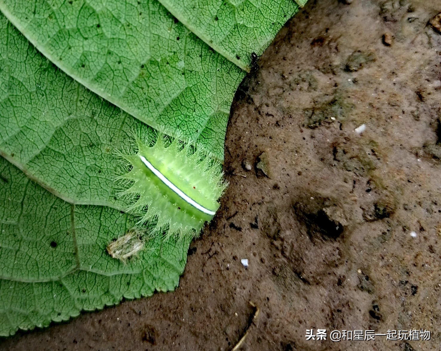 山里被虫子蛰怎么判断要不要就医,被蛰了几小时还疼怎么办