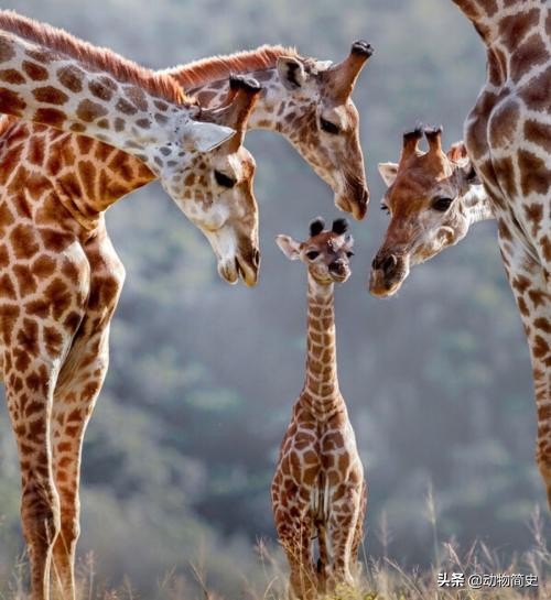 长颈鹿是世界上最高的动物的英文,长颈鹿是世界上最高的动物说说