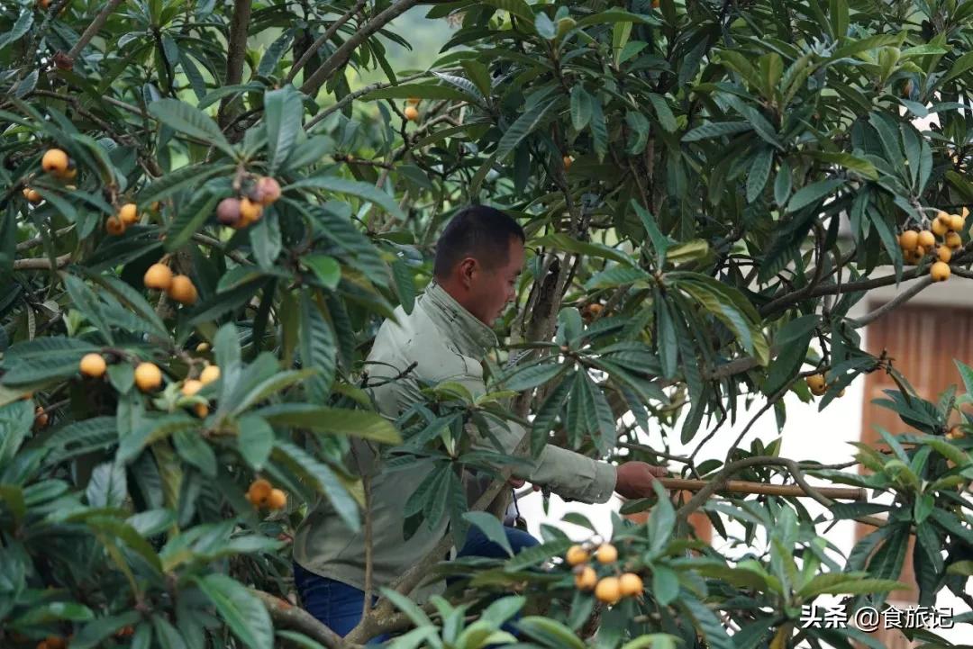 润肺去燥枇杷膏,枇杷黄冰糖枇杷膏