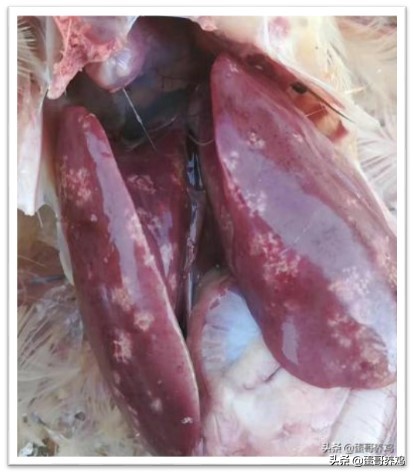 如何判断鸡的疾病,如何判断鸡消化道疾病