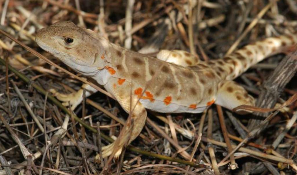 5.4米缅甸巨蟒,缅甸巨蟒最大能长到多大