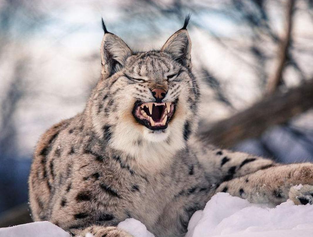 猞猁为何号称屠狼机器,猞猁屠狼机器