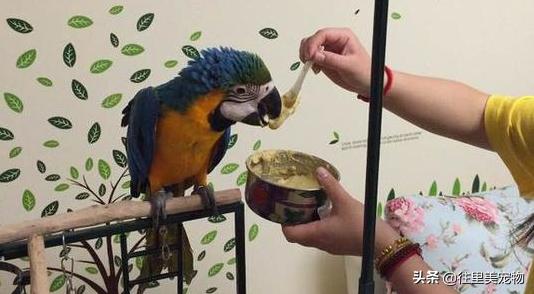 饲养宠物鸟需要什么技术,养殖鸟的一般怎么喂幼鸟