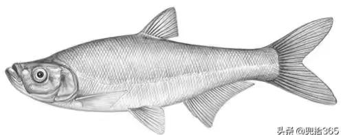 名贵的六种鱼你吃过几种,20种名贵海鱼