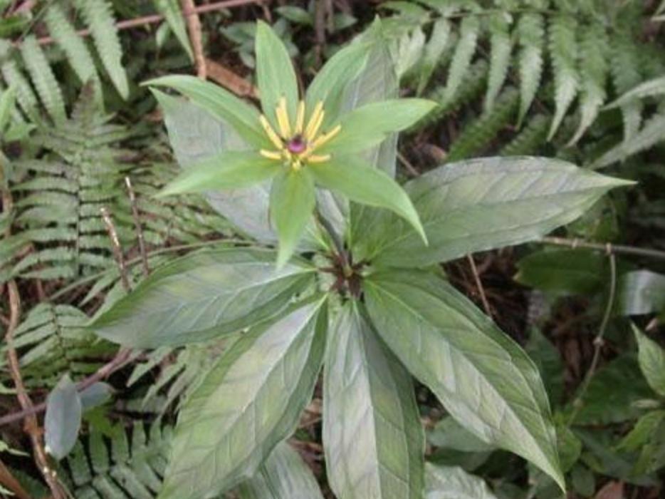 1种“杂草”花朵奇特，人称“七叶一枝花”，1公斤“900元”