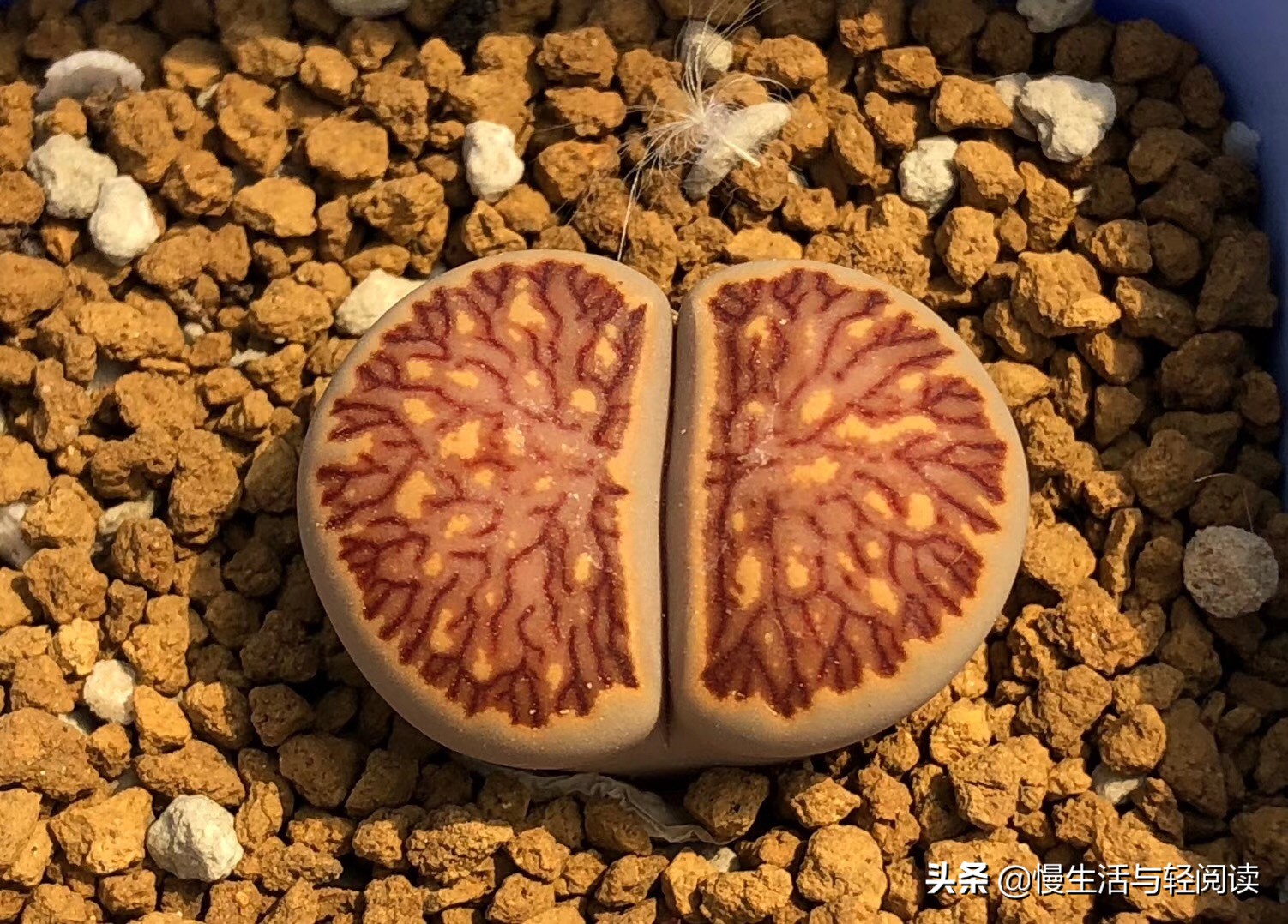 慢生活轻小说免费阅读,慢生活轻阅读