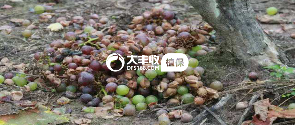 累了一年总结,葡萄病害对照表图