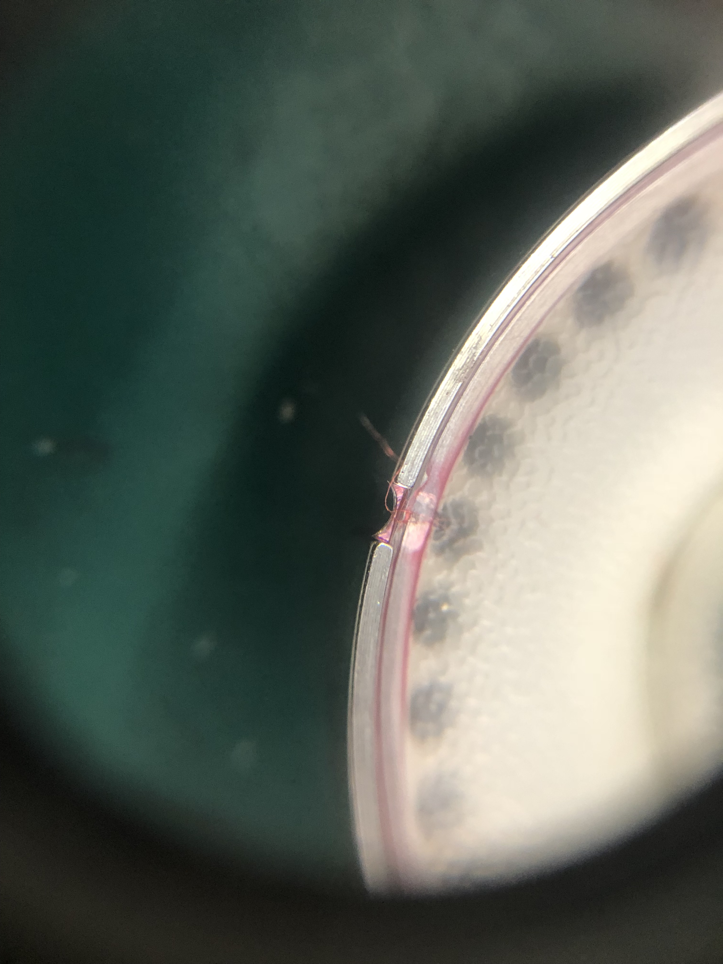 拜亚哪些耳机使用的特斯拉单元,拜亚t1三代耳机