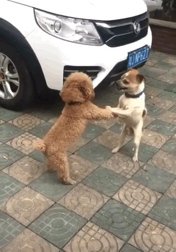 为什么泰迪很讨厌,为什么有些人讨厌泰迪